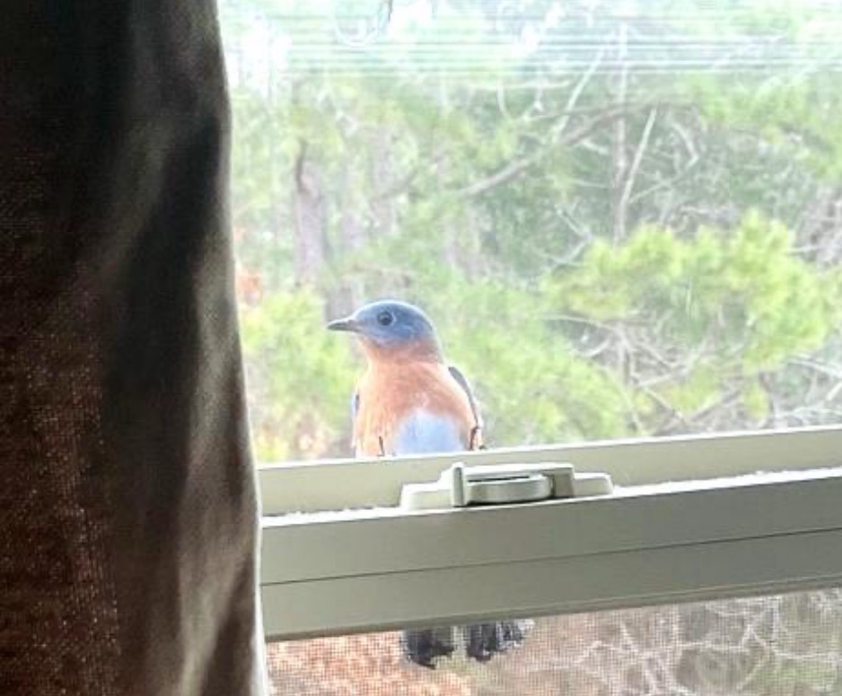 My bluebird.